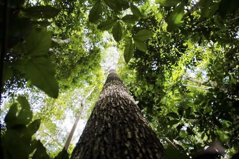 Projeto usa educação para preservar a Amazônia