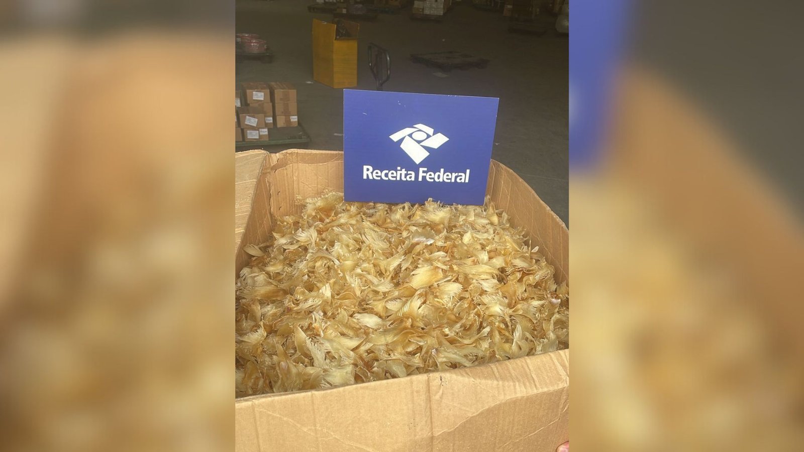 Reeceita Federal apreende 100 kg de barbatanas de tubarão em São Paulo