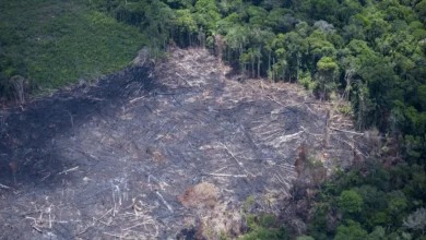 MP investiga desmatamento ilegal de 52 hectares de floresta em área de reserva | ac24horas