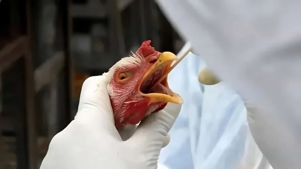 Zoológico de Brasília é fechado após suspeita de gripe aviária | ac24horas