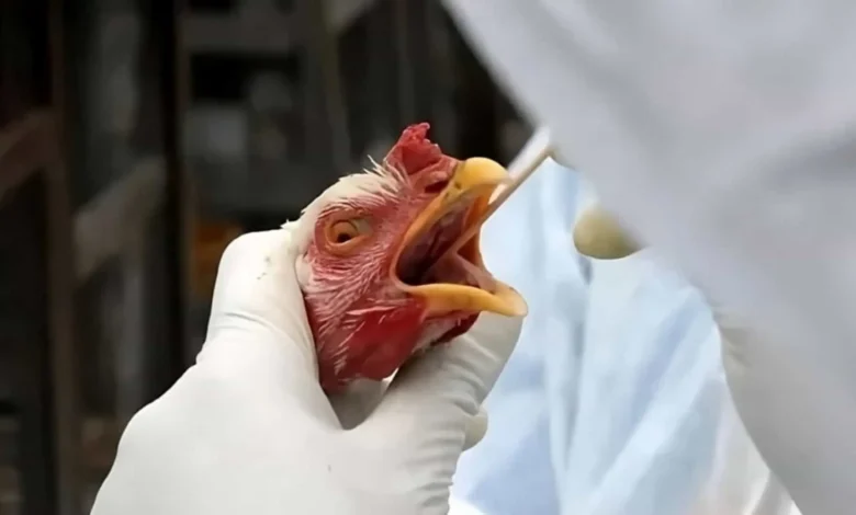 Zoológico de Brasília é fechado após suspeita de gripe aviária | ac24horas Zoológico de Brasília é fechado após suspeita de gripe aviária | ac24horas