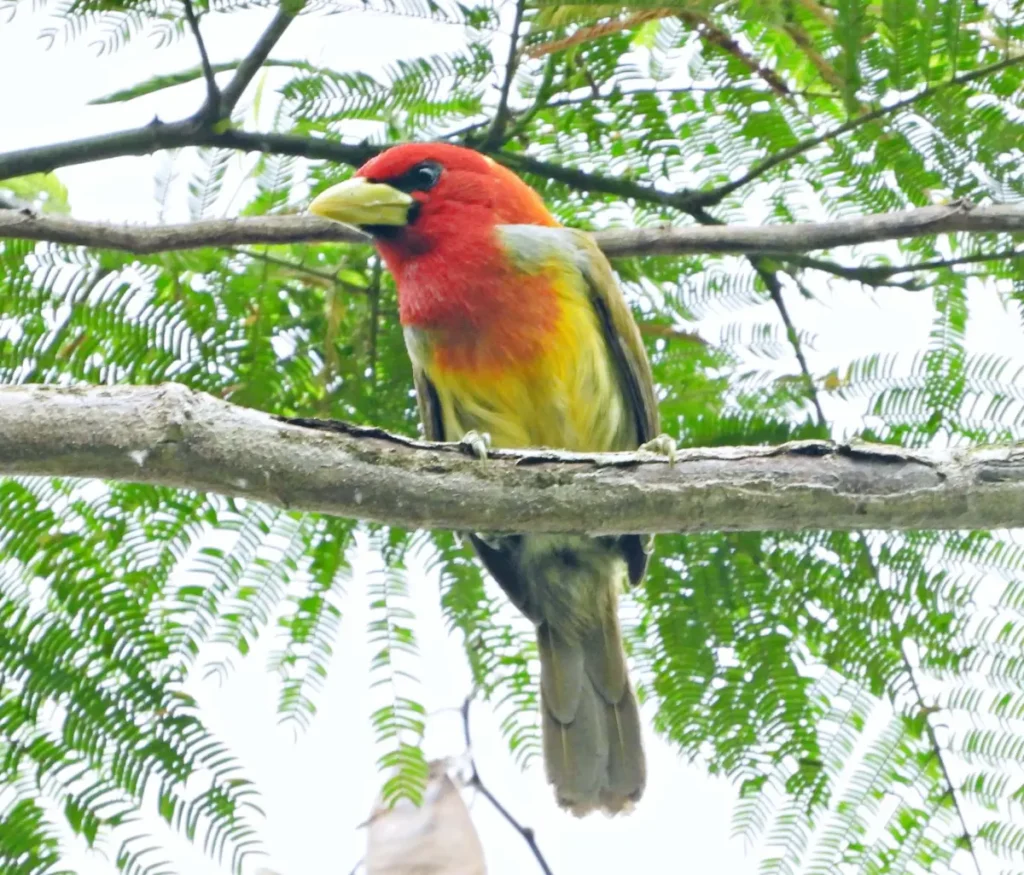 Acre divulga potencial turístico e de observação de aves em feira internacional | ac24horas