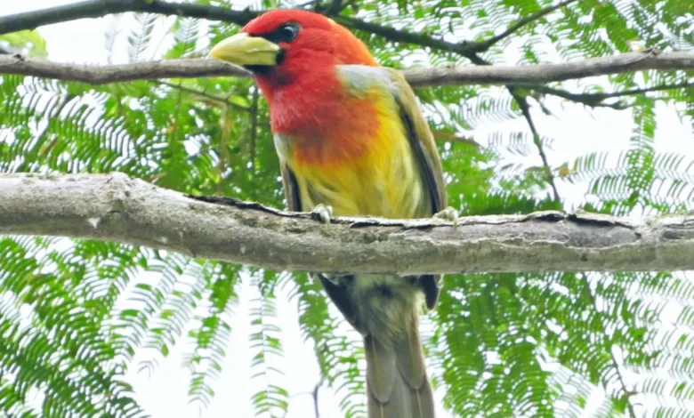 Acre divulga potencial turístico e de observação de aves em feira internacional | ac24horas Acre divulga potencial turístico e de observação de aves em feira internacional | ac24horas