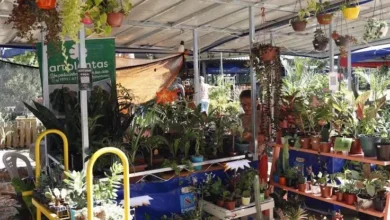 Unisol Acre anuncia lançamento da 10ª edição da Ecoflores 2025 | ac24horas