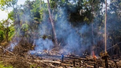 Acre foi o único da Amazônia que registrou aumento de área desmatada | ac24horas