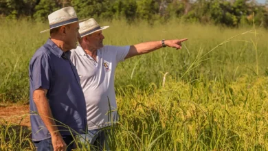 Bocalom quer entregar 2 toneladas de sementes de arroz para 100 produtores | ac24horas