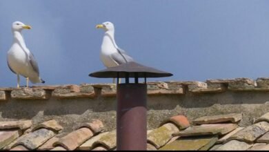 Sensação do conclave: gaivotas chamam atenção no telhado da Capela Sistina
