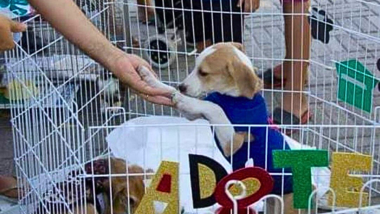 Mutirama sedia feira de adoção de animais neste domingo