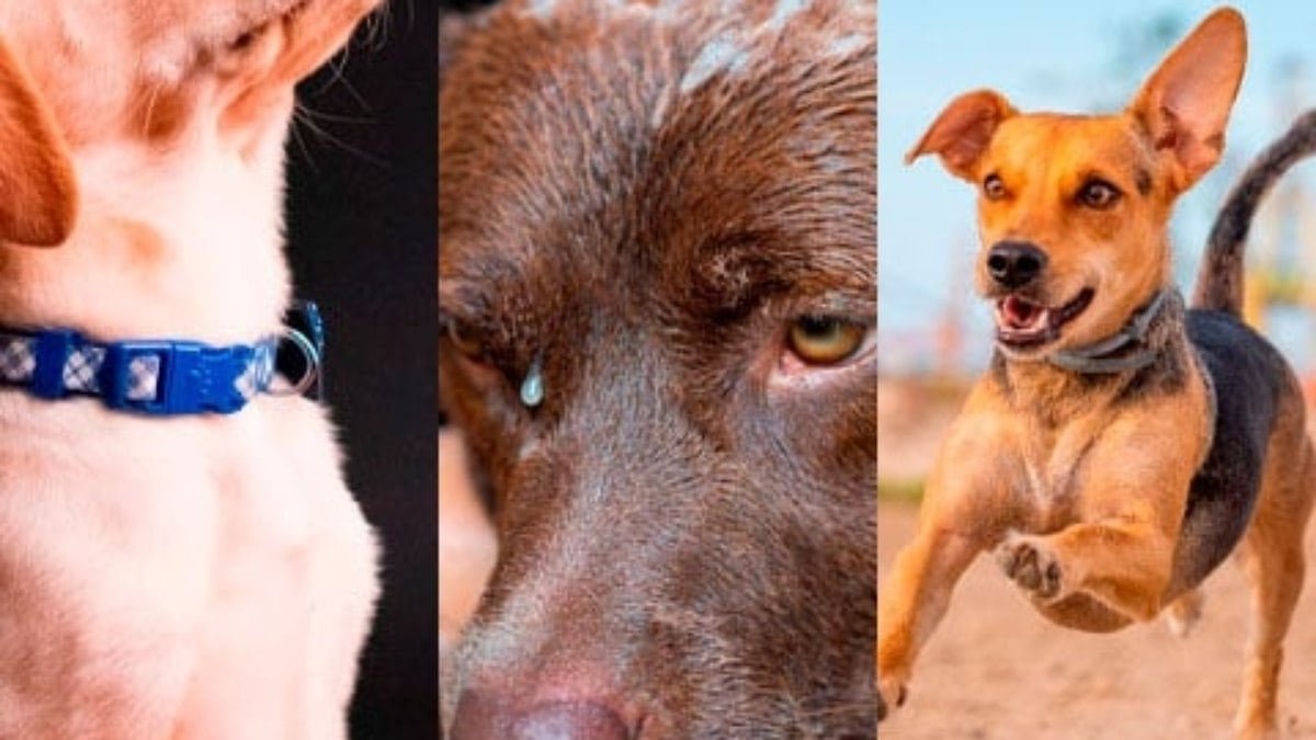Atitudes e dicas para você manter a saúde do seu pet