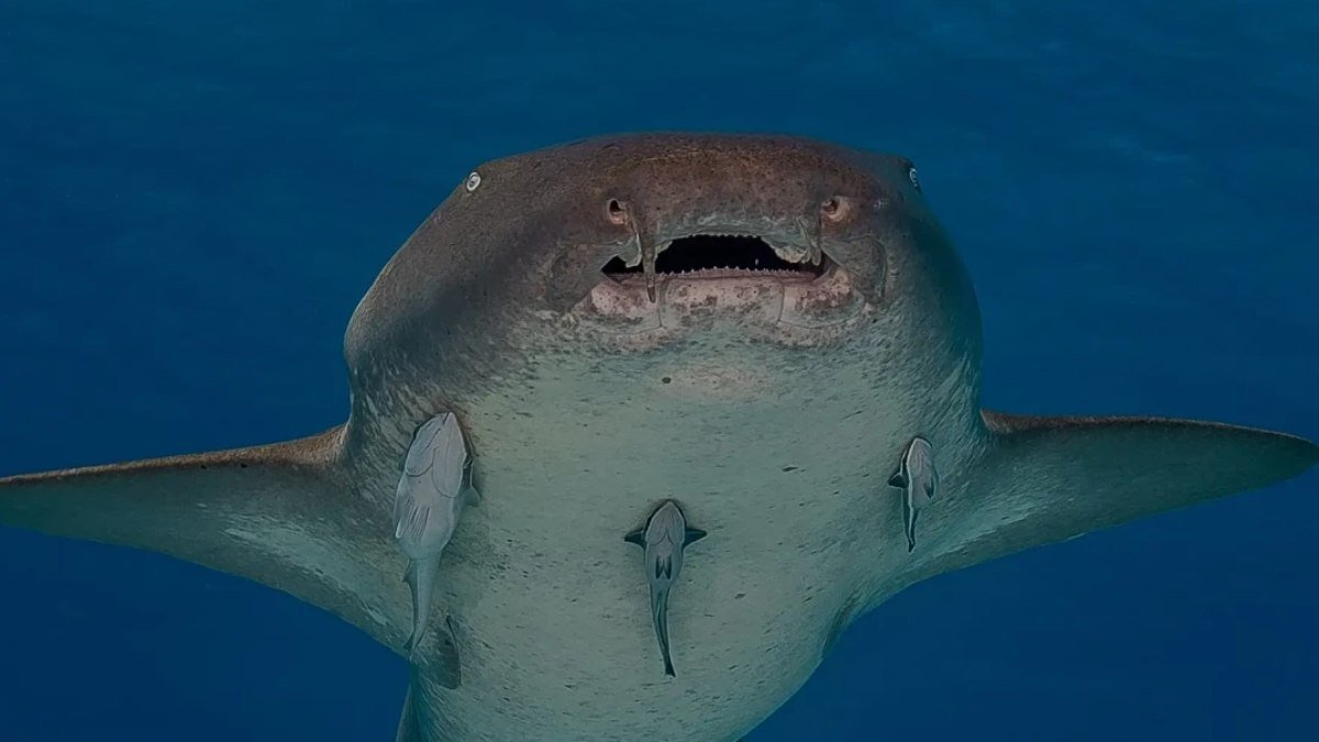 Mulher é mordida por tubarão ao nadar em área com animais visíveis em Fernando de Noronha