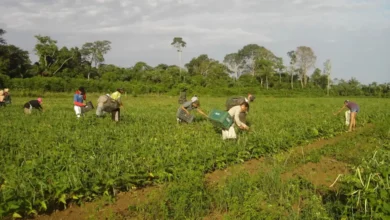 CMN reduz para R$ 200 mil limite de enquadramento no Proagro | ac24horas