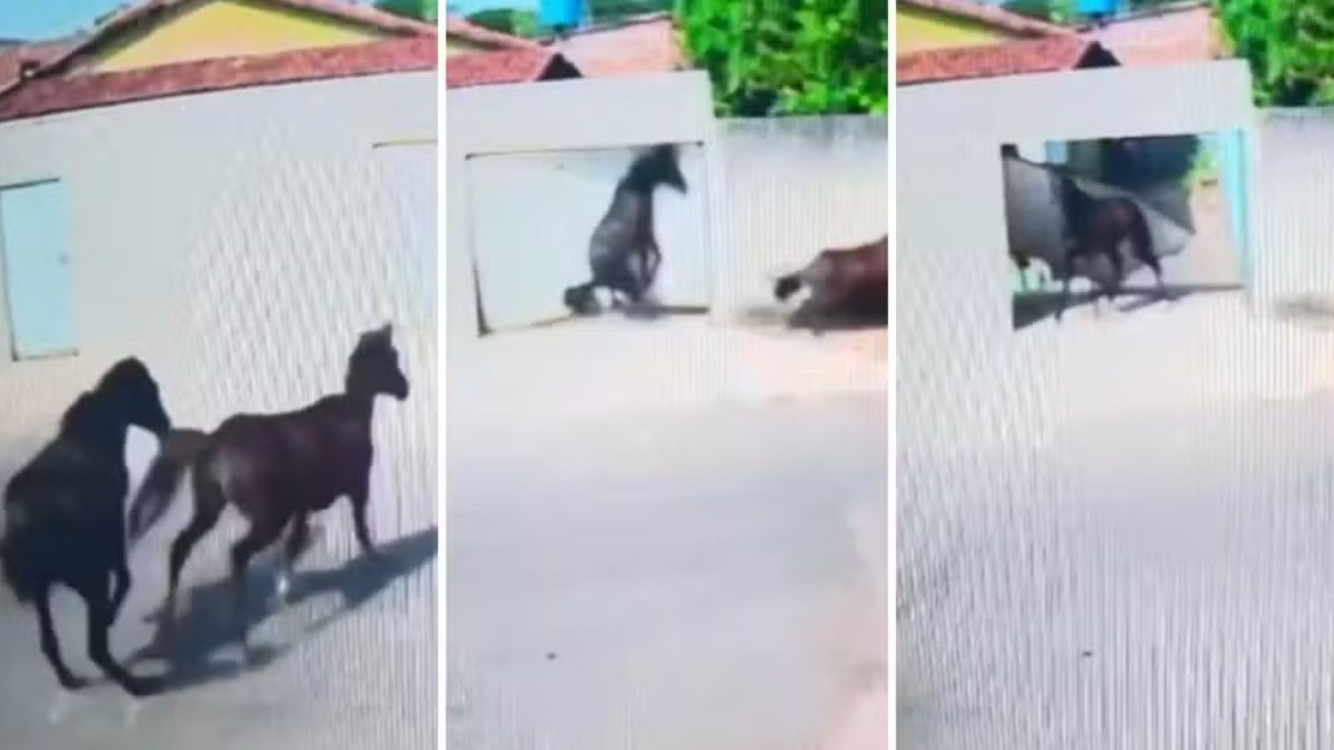 Cavalo desgovernado bate e derruba portão de casa