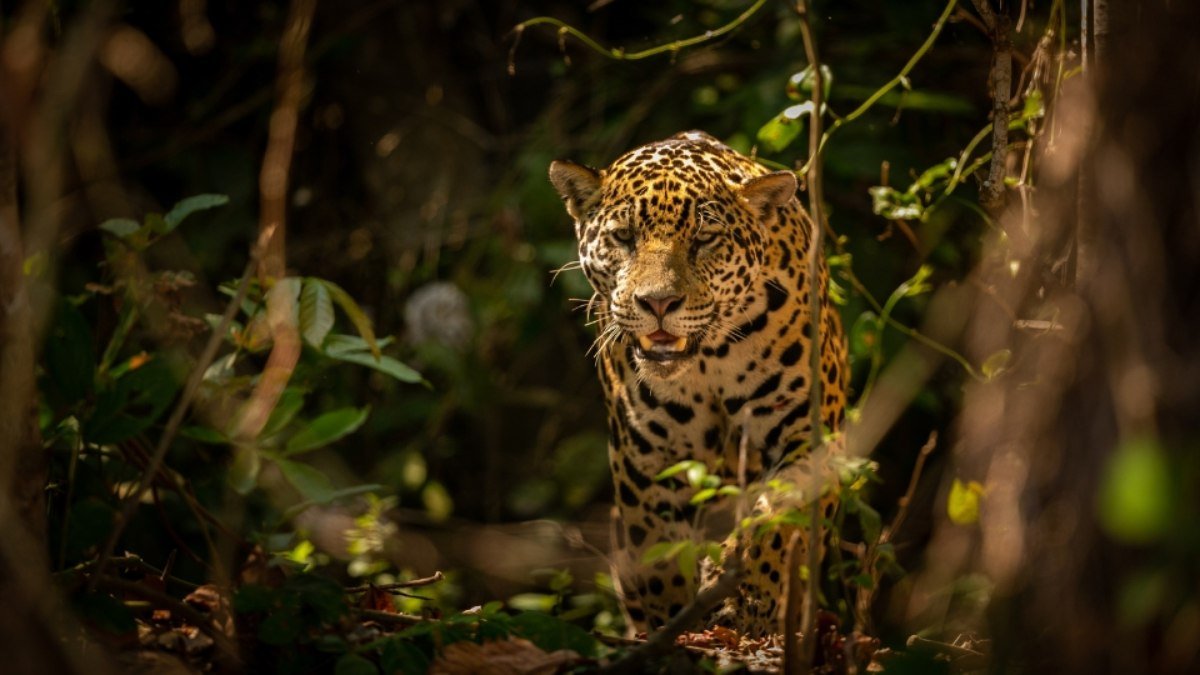 Relatório do WWF mostra declínio de 73% na vida selvagem