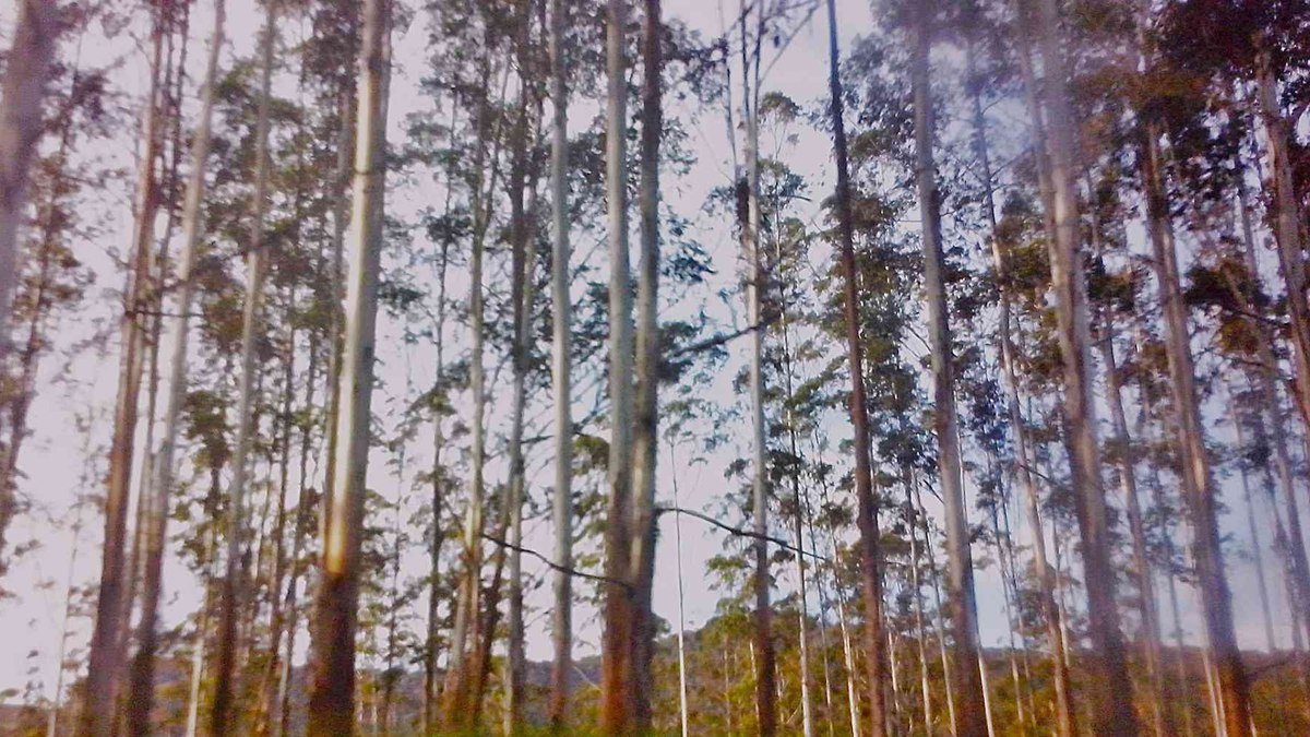 Avanço do eucalipto ameaça biodiversidade