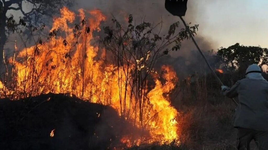 Delegado da PF diz que há indícios de ação coordenada em incêndios