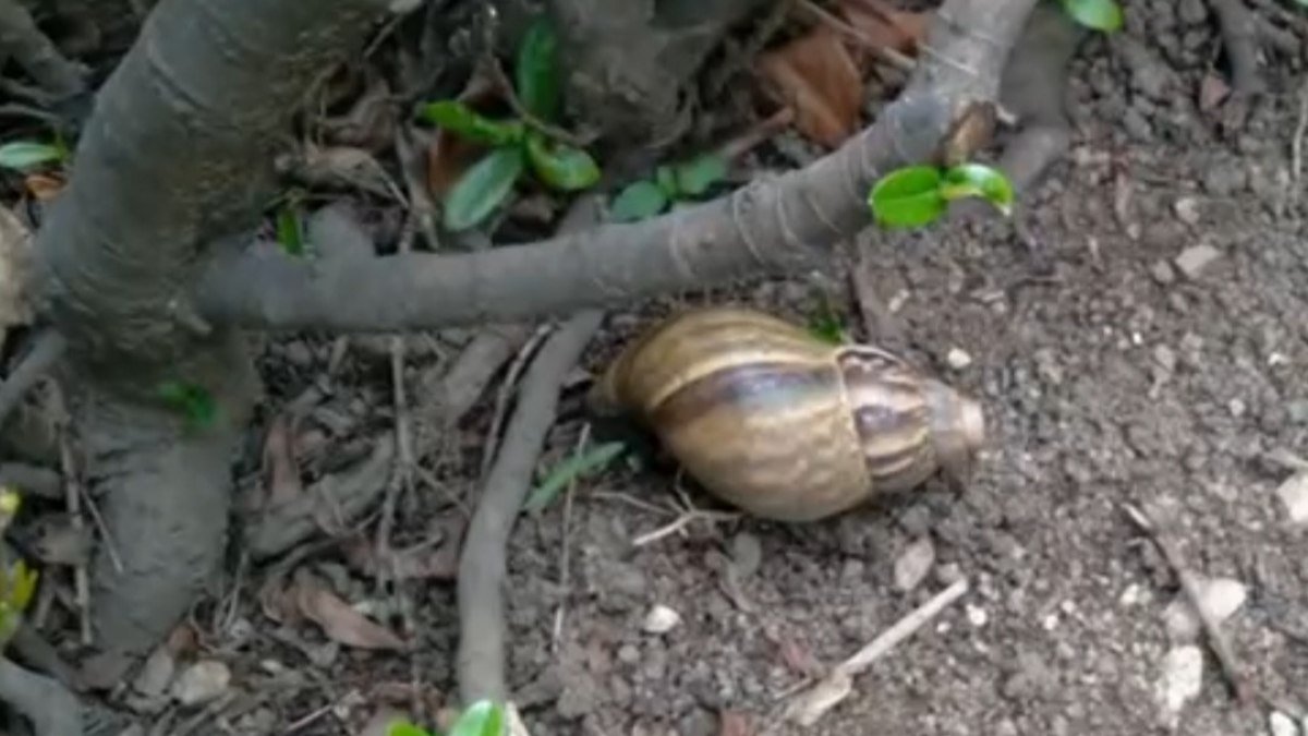 Biólogos encontram o verme da meningite em caramujo; saiba se proteger