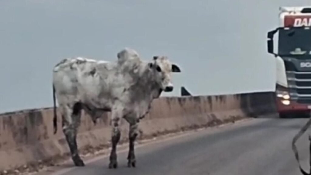 Boi foge de carreta e interrompe o trânsito em ponte no Pará; veja o vídeo