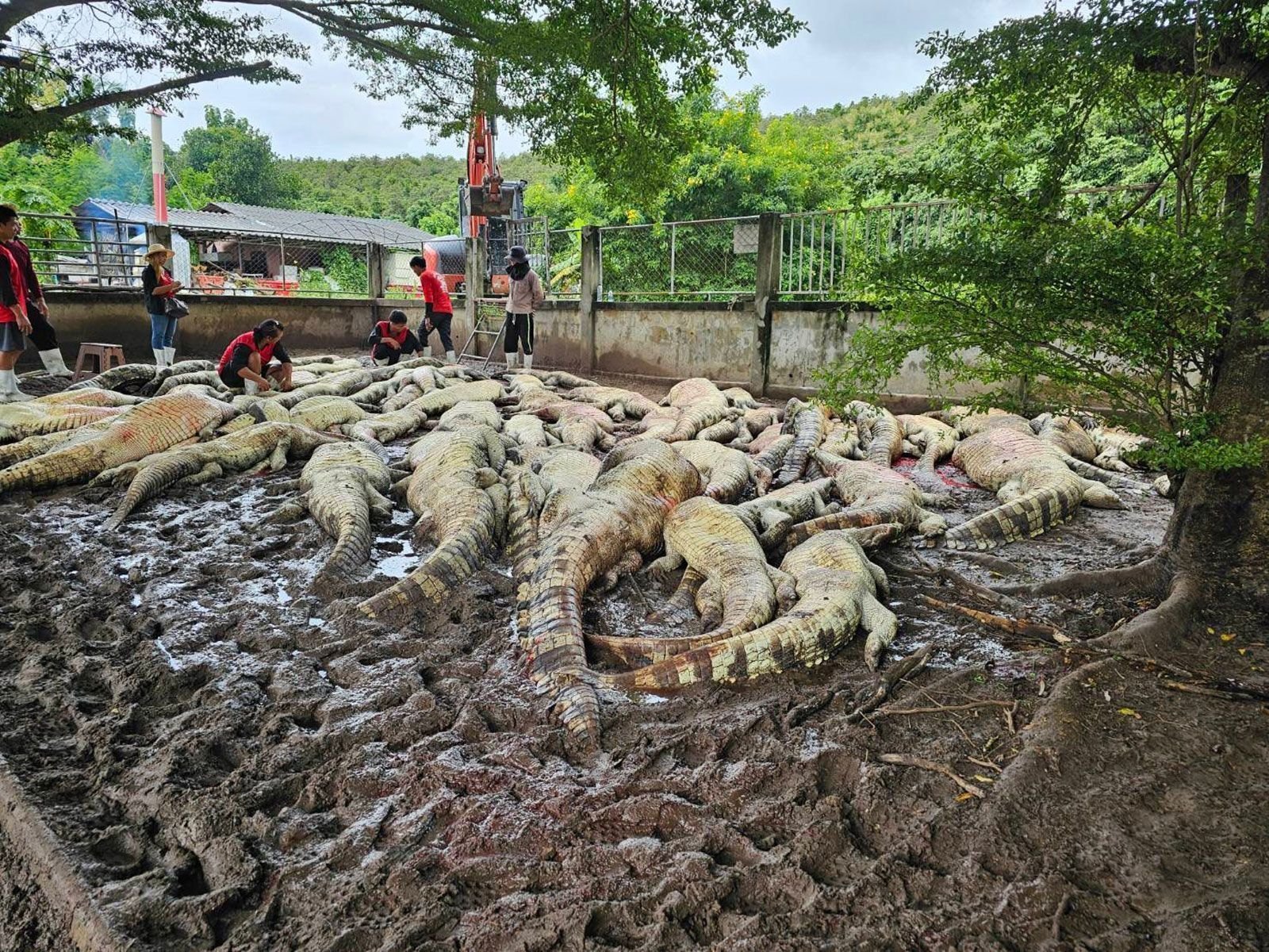 Criador tailandês mata mais de cem crocodilos após tufão danificar abrigo Criador tailandês mata mais de cem crocodilos após tufão danificar abrigo