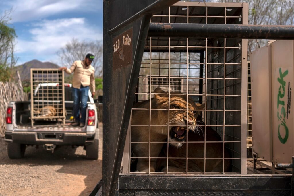 Violência força retirada de 700 animais de santuário em Sinaloa, no México