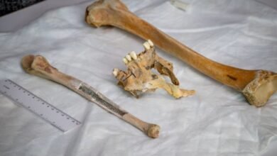 Ossos humanos aparecem em praia e revelam mistério de 180 anos