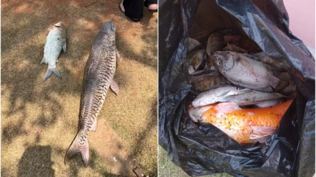 centenas de peixes são encontrados mortos em lago e rio