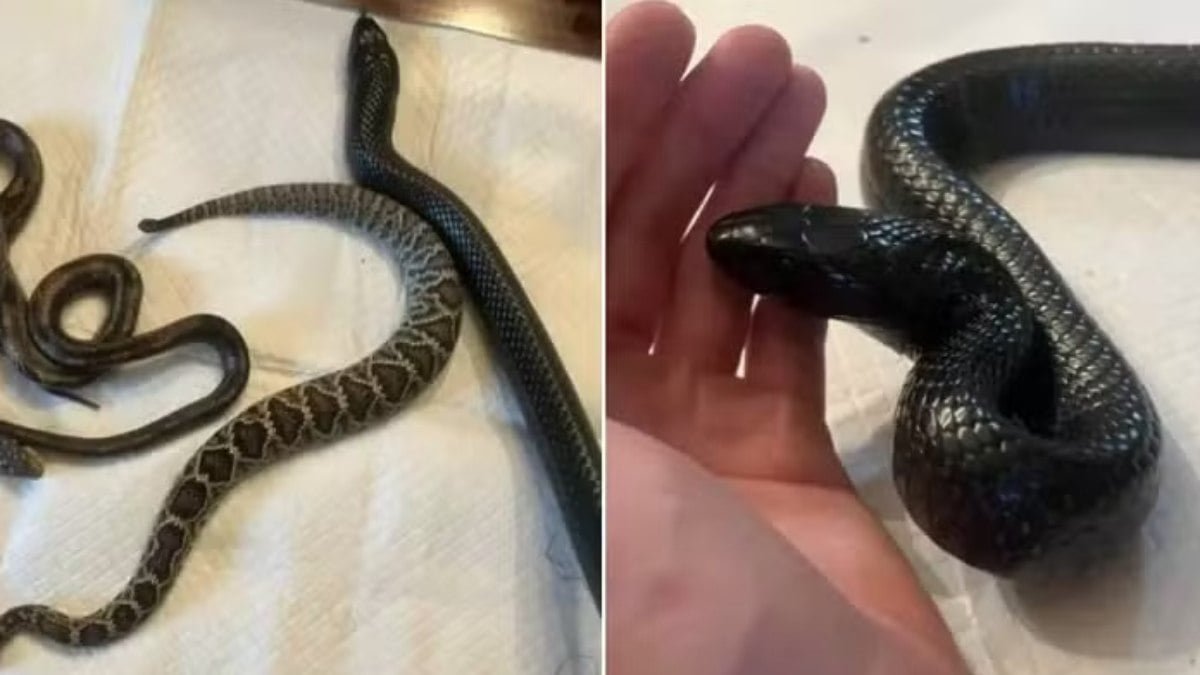 Cobra ‘vomita’ outras duas serpentes após ser capturada por agente florestal