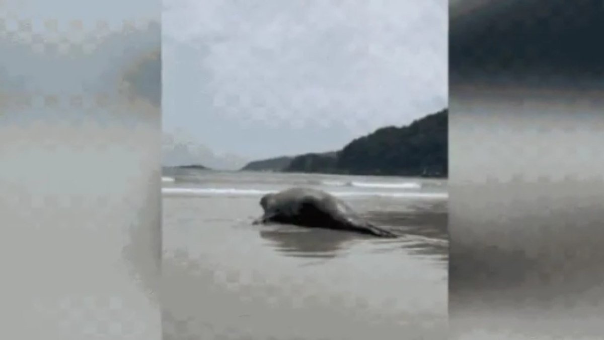Elefante-marinho encalhado em praia de SP volta ao mar; veja o momento