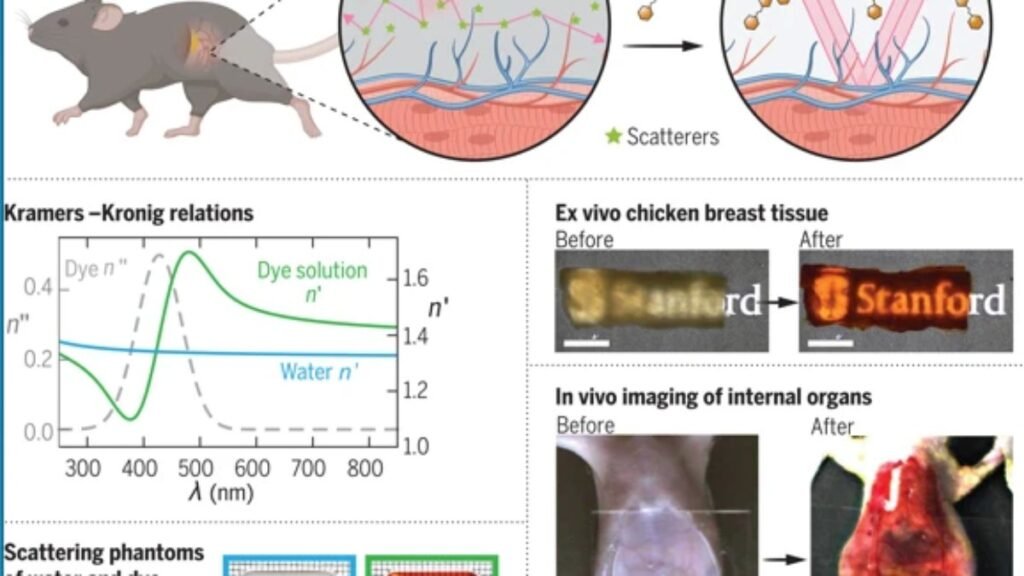 Criada com Doritos, ‘capa de invisibilidade’ permite ver órgãos de rato sem cortar a pele