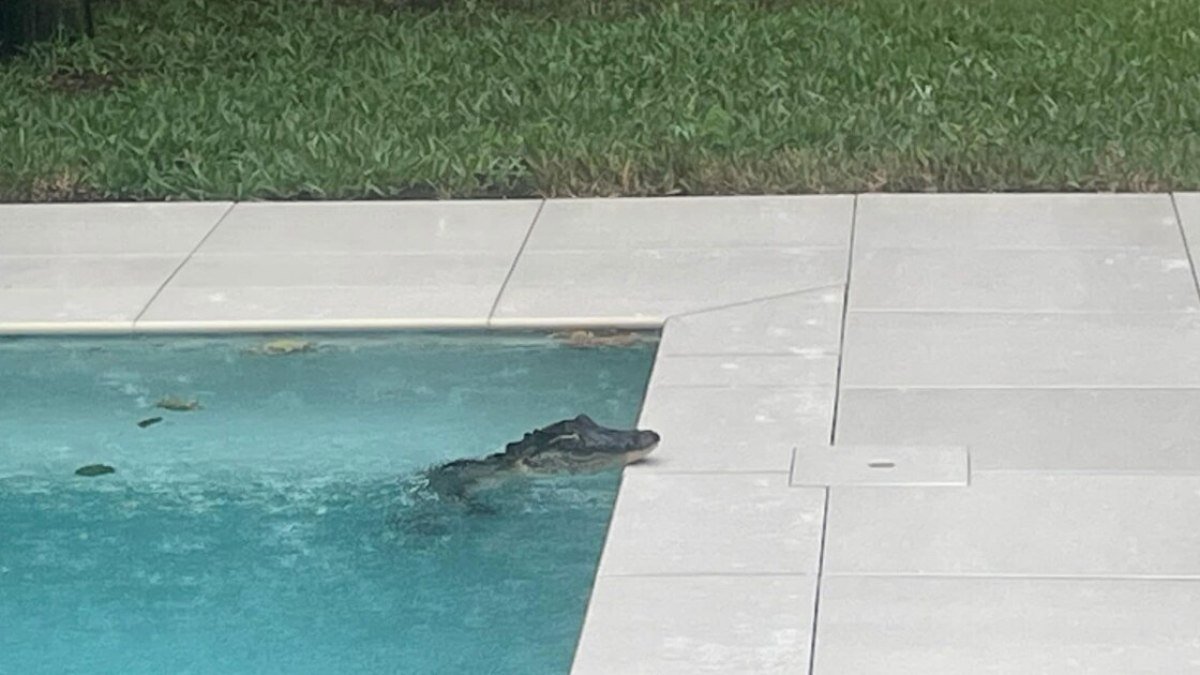 homem volta para casa após furacão Milton e encontra jacaré nadando na piscina