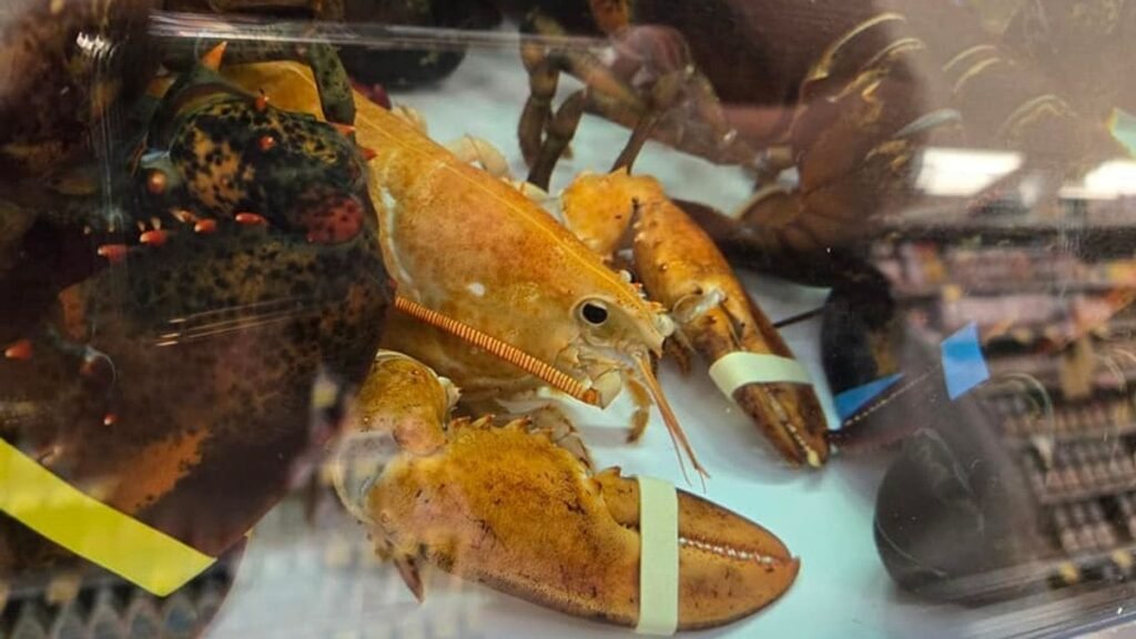 Lagosta super rara acaba em mercado dos EUA, mas é devolvida para o mar
