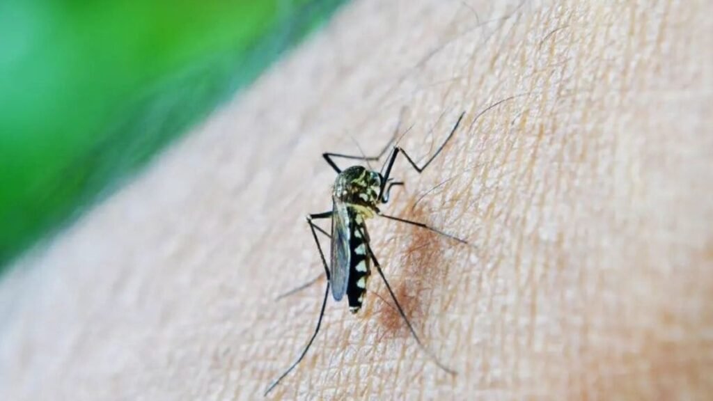 Vírus do Nilo Ocidental mata mais duas pessoas em Sevilha e alerta para nova doença