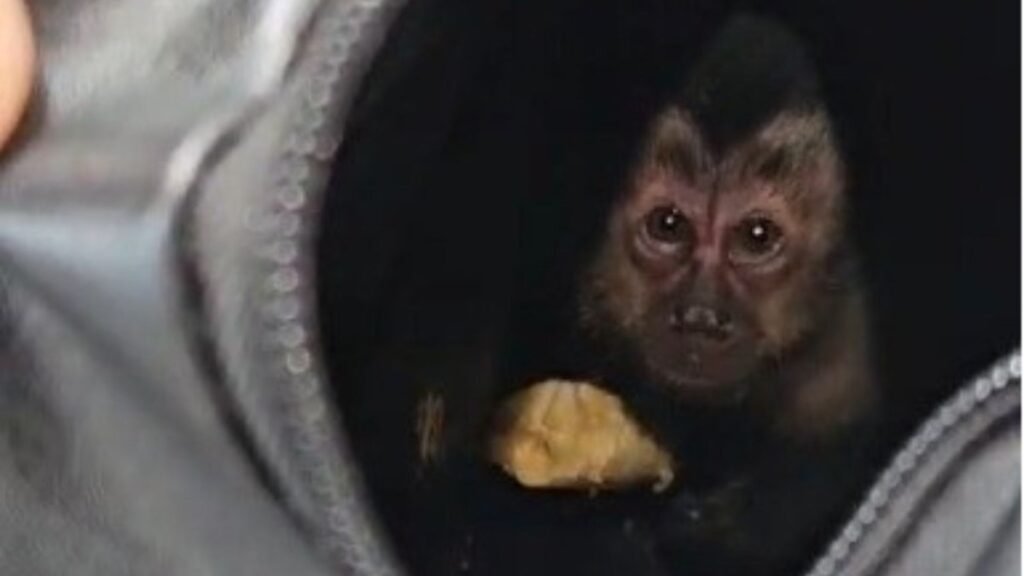 Casal é preso após capturar  macaco-prego na Floresta da Tijuca