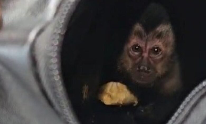 Casal é preso após capturar macaco-prego na Floresta da Tijuca Casal é preso após capturar macaco-prego na Floresta da Tijuca