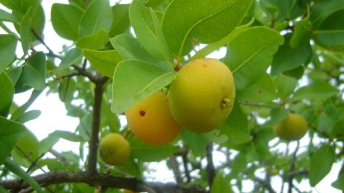 Cagaita: Fruta do Cerrado rende excelente geleia
