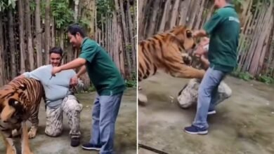 Turista tenta tirar selfie com tigre e é atacado; assista