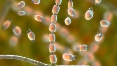 Infecções por superfungos preocupam especialistas e desafiam tratamentos