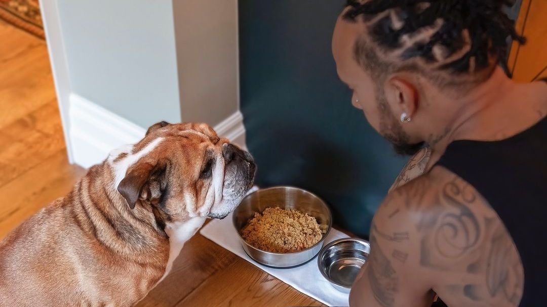 Lewis Hamilton revela mudanças na saúde de seu cão após dieta vegana