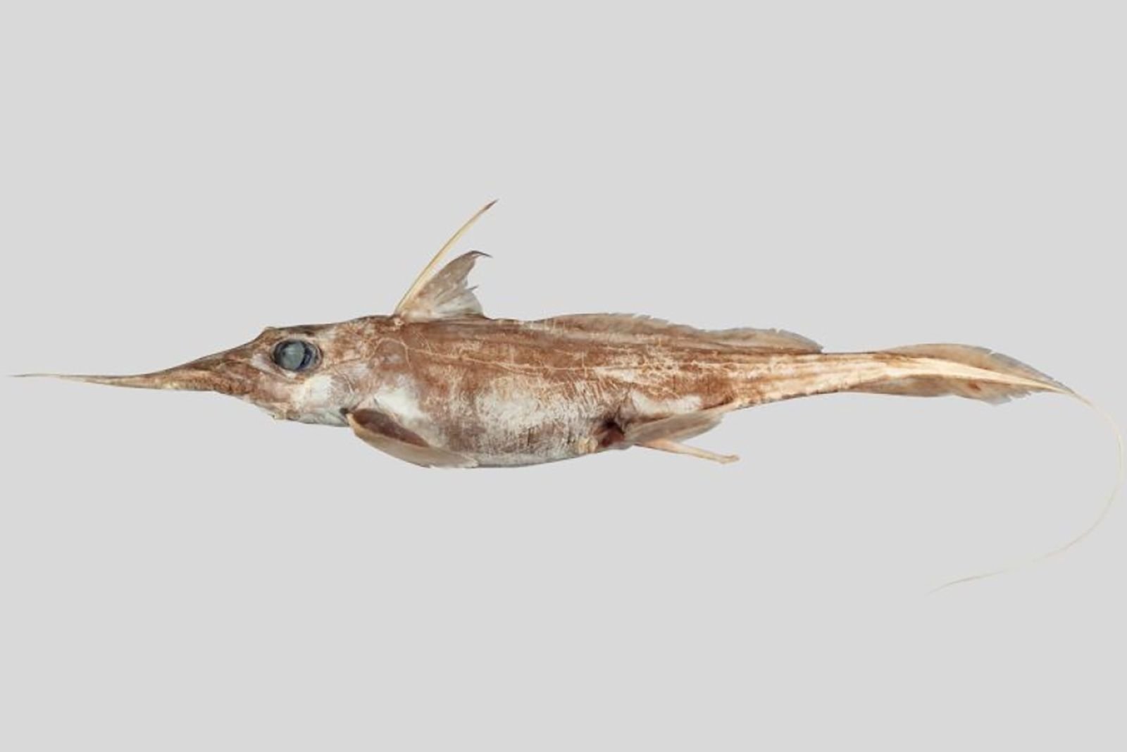 Nova espécie de tubarão fantasma é descoberta por cientistas da Nova Zelândia