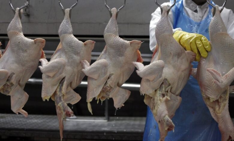 Gripe aviária: exportadores do Brasil se preparam para rejeições de cargas Gripe aviária: exportadores do Brasil se preparam para rejeições de cargas