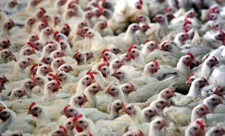 Gripe Aviária: país pode conter disseminação rapidamente, dizem cientistas Gripe Aviária: país pode conter disseminação rapidamente, dizem cientistas