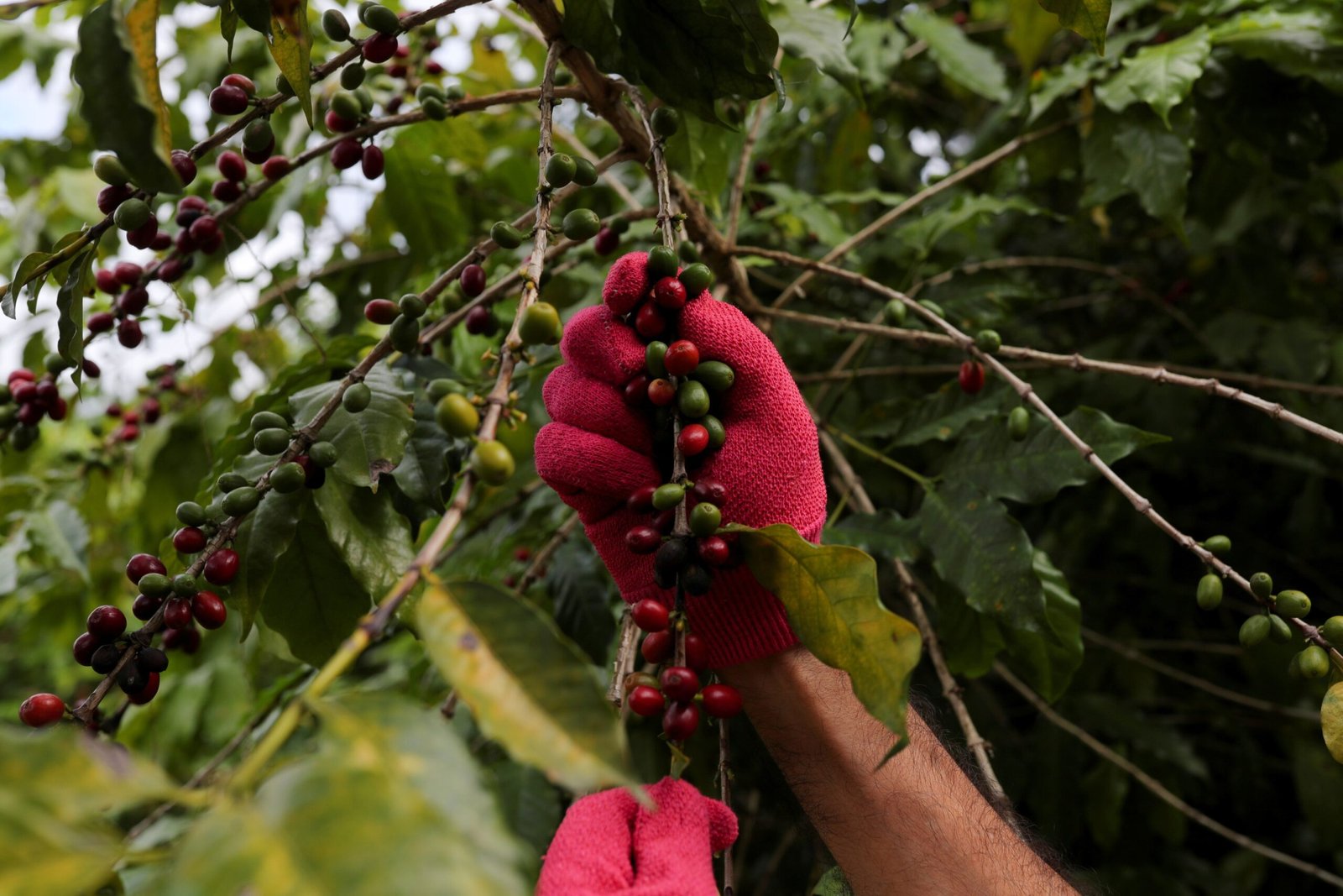Preço do café dispara com produção global ameaçada por condições climáticas