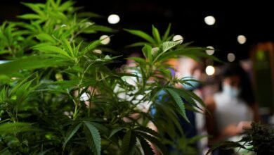 Estudo associa atendimento médico por uso de maconha a risco de demência