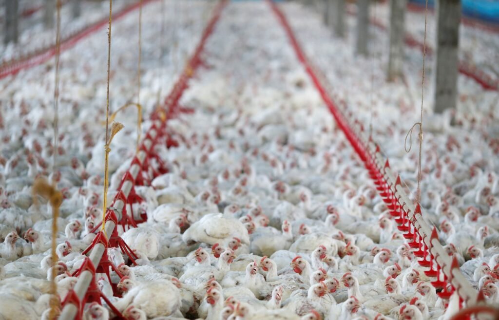 União Europeia também suspendeu compra de frango brasileiro, diz Fávaro