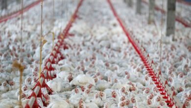 União Europeia também suspendeu compra de frango brasileiro, diz Fávaro