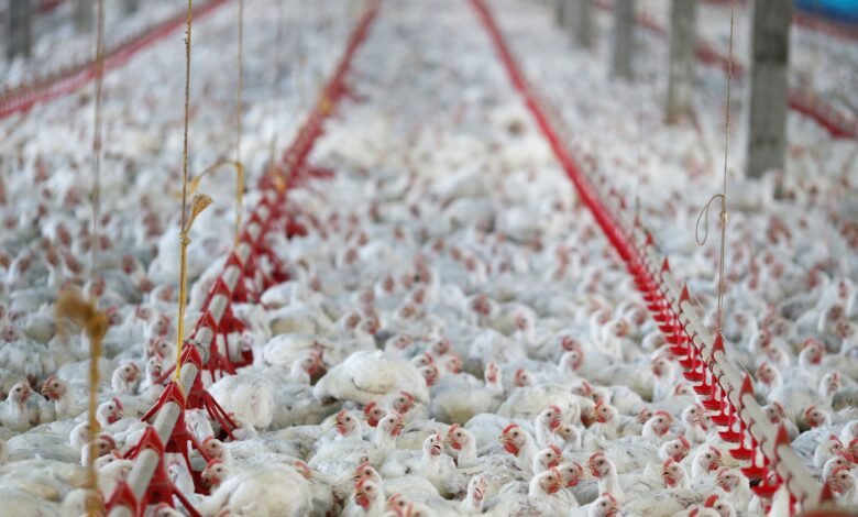 União Europeia também suspendeu compra de frango brasileiro, diz Fávaro União Europeia também suspendeu compra de frango brasileiro, diz Fávaro