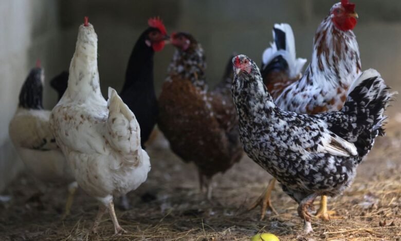 Gripe aviária: Japão suspende parcialmente compra de aves do Brasil