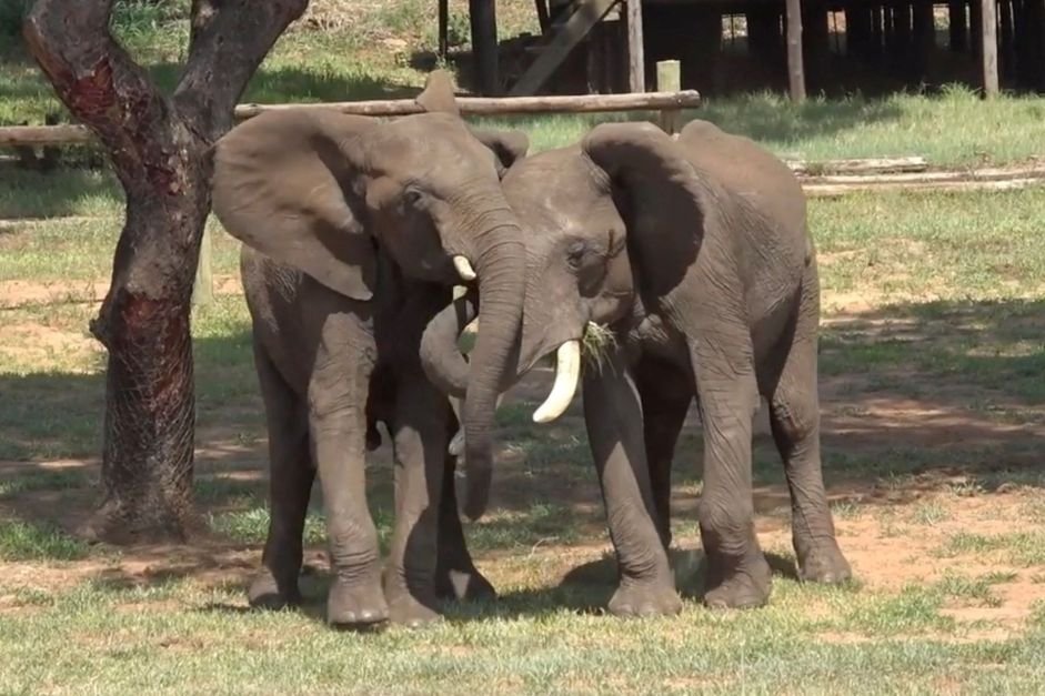 Zimbabué vai sacrificar 200 elefantes para alimentar população