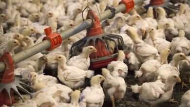 Exportações de aves para China podem ser liberadas antes do previsto