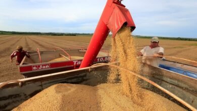 Vendas da safra de soja do Brasil estão atrasadas, aponta Safras & Mercado