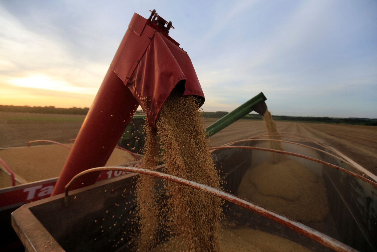 Safra de soja 24/25 do Brasil deve crescer 12,7%, estima Conab